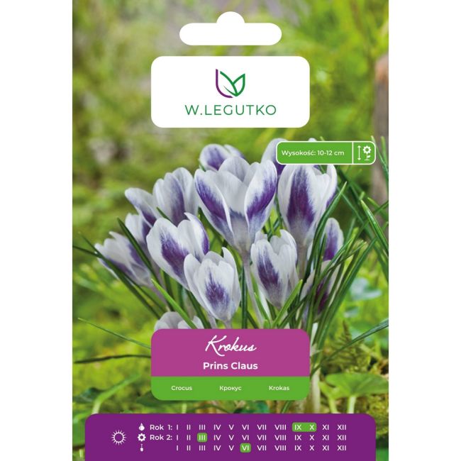 Crocus - Prins Claus - Chrysanthus - fialová a bílá - 7 ks. - Cibule a oddenky - W. Legutko Crocus - Prins Claus - Chrysanthus - fialová a bílá - 7 ks. - Cibule a oddenky - W. Legutko