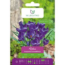 Crocus - Purpureus Grandiflorus - Vernus - fialový - 7 ks. - Cibule a oddenky - W. Legutko Crocus - Purpureus Grandiflorus - Vernus - fialový - 7 ks. - Cibule a oddenky - W. Legutko