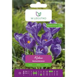 Crocus - Remembrance - Vernus - modrý - 7 ks. - Cibule a oddenky - W. Legutko Crocus - Remembrance - Vernus - modrý - 7 ks. - Cibule a oddenky - W. Legutko