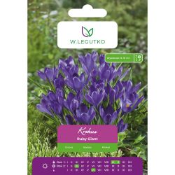 Crocus - Ruby Giant - Tommasinianus - fialový - 10 ks. - Cibule a oddenky - W. Legutko Crocus - Ruby Giant - Tommasinianus - fialový - 10 ks. - Cibule a oddenky - W. Legutko