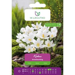 Crocus - Snowbunting - Chryzanthus - bílý - 7 ks. - Cibule a oddenky - W. Legutko Crocus - Snowbunting - Chryzanthus - bílý - 7 ks. - Cibule a oddenky - W. Legutko