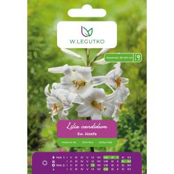 Lilia Candidum - Svatá Józefa - bílá - 1 ks. - Cibule a oddenky - W. Legutko Lilia Candidum - Svatá Józefa - bílá - 1 ks. - Cibule a oddenky - W. Legutko