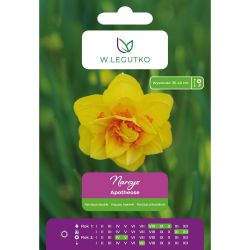 Narcis - Apotheose - plný - žlutý 4 ks. - Cibule a oddenky - W. Legutko Narcis - Apotheose - plný - žlutý 4 ks. - Cibule a oddenky - W. Legutko