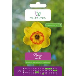 Narcis - Bantam - velkokoruna - žlutá s oranžovou korunou - 4 ks. - Cibule a oddenky - W. Legutko Narcis - Bantam - velkokoruna - žlutá s oranžovou korunou - 4 ks. - Cibule a oddenky - W. Legutko