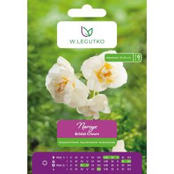 Narcis - Svatební korunka - vícekvětá - plná - bílá - 4 ks. - Cibule a oddenky - W. Legutko Narcis - Svatební korunka - vícekvětá - plná - bílá - 4 ks. - Cibule a oddenky - W. Legutko