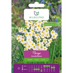 Narcis - Tazetta - Canaliculatus - bílý - 5 ks. - Cibule a oddenky - W. Legutko