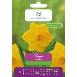 Narcis - Carlton - velkokorunový - žlutý - 4 ks. - Cibule a oddenky - W. Legutko Narcis - Carlton - velkokorunový - žlutý - 4 ks. - Cibule a oddenky - W. Legutko