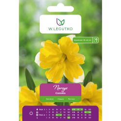 Narcis - Cassata - Split Corona - bílý se žlutou korunkou - 4 ks. - Cibule a oddenky - W. Legutko Narcis - Cassata - Split Corona - bílý se žlutou korunkou - 4 ks. - Cibule a oddenky - W. Legutko