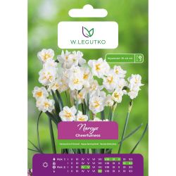Narcis - Veselost - mnohokvětý - plný - bílý - 4 ks. - Cibule a oddenky - W. Legutko