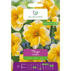 Narcis - Oranžérie - Split Corona - bílá s oranžovou korunkou - 4 ks. - Cibule a oddenky - W. Legutko Narcis - Oranžérie - Split Corona - bílá s oranžovou korunkou - 4 ks. - Cibule a oddenky - W. Legutko