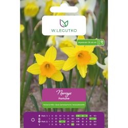 Narcis - Fortune - velkokoruna - žlutá - 4 ks. - Cibule a oddenky - W. Legutko Narcis - Fortune - velkokoruna - žlutá - 4 ks. - Cibule a oddenky - W. Legutko