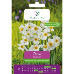 Narcis - Geranium - mnohokvětý - bílý - 4 ks. - Cibule a oddenky - W. Legutko Narcis - Geranium - mnohokvětý - bílý - 4 ks. - Cibule a oddenky - W. Legutko