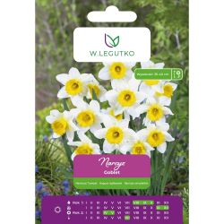 Narcis - Pohár - trubka - bílá - 4 ks. - Cibule a oddenky - W. Legutko