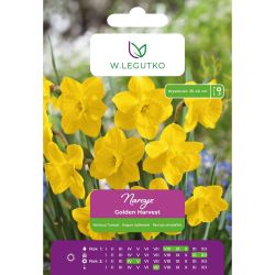 Narcis - Zlatá sklizeň - trubka - žlutá - 4 ks. - Cibule a oddenky - W. Legutko