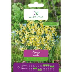 Narcis - Hawera - Triandrus - žlutý - 5 ks. - Cibule a oddenky - W. Legutko Narcis - Hawera - Triandrus - žlutý - 5 ks. - Cibule a oddenky - W. Legutko