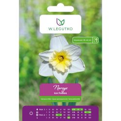 Narcis - Ice Follies - velkokoruna - bílá se žlutou korunkou - 4 ks. - Cibule a oddenky - W. Legutko Narcis - Ice Follies - velkokoruna - bílá se žlutou korunkou - 4 ks. - Cibule a oddenky - W. Legutko