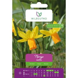 Narcis - Jetfire - Cyclamineus - žlutý s oranžovou trubkou - 5 ks. - Cibule a oddenky - W. Legutko Narcis - Jetfire - Cyclamineus - žlutý s oranžovou trubkou - 5 ks. - Cibule a oddenky - W. Legutko