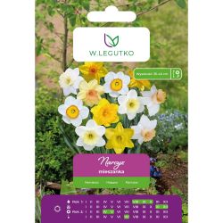 Narcis - mix - 4 ks. - Cibule a oddenky - W. Legutko Narcis - mix - 4 ks. - Cibule a oddenky - W. Legutko