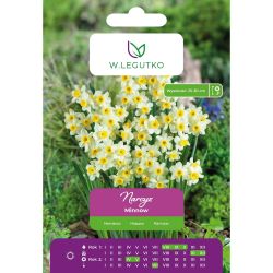 Narcis - Střevle - Tazetta - bílá - 5 ks. - Cibule a oddenky - W. Legutko