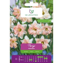 Narcis - Palmares - Split Corona - bílý s růžovou korunkou - 3 ks. - Cibule a oddenky - W. Legutko Narcis - Palmares - Split Corona - bílý s růžovou korunkou - 3 ks. - Cibule a oddenky - W. Legutko