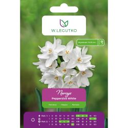 Narcis - Pepperziva White - Tazetta - bílá - 3 ks. - Cibule a oddenky - W. Legutko Narcis - Pepperziva White - Tazetta - bílá - 3 ks. - Cibule a oddenky - W. Legutko