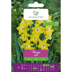 Narcis - Pipit - Jonquilla - žlutý s bílým středem - 5 ks. - Cibule a oddenky - W. Legutko Narcis - Pipit - Jonquilla - žlutý s bílým středem - 5 ks. - Cibule a oddenky - W. Legutko