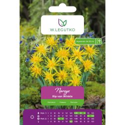 Narcis - Rip van Winkle - druh - žlutý - 5 ks. - Cibule a oddenky - W. Legutko