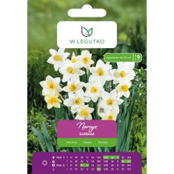 Narcis - Plachetnice - Jonquilla - bílá s krémovým středem - 5 ks. - Cibule a oddenky - W. Legutko Narcis - Plachetnice - Jonquilla - bílá s krémovým středem - 5 ks. - Cibule a oddenky - W. Legutko