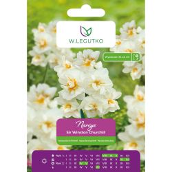 Narcis - Sir Winston Churchill - mnohokvětý - plný - bílý - 4 ks. - Cibule a oddenky - W. Legutko