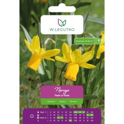 Narcis - Tete-a-Tete - Cyclamineus - žlutý - 5 ks. - Cibule a oddenky - W. Legutko
