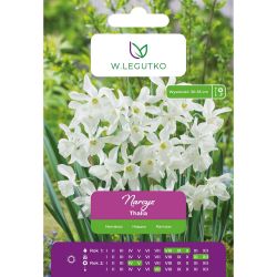 Narcis - Thalia - Triandrus - bílý - 4 ks. - Cibule a oddenky - W. Legutko