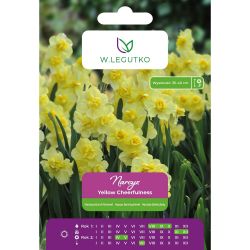 Narcis - Žlutá Veselost - mnohokvětá - plná - žlutá - 4 ks. - Cibule a oddenky - W. Legutko Narcis - Žlutá Veselost - mnohokvětá - plná - žlutá - 4 ks. - Cibule a oddenky - W. Legutko