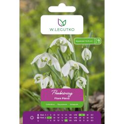 Sněženka - Flore Pleno - bílá - 4 ks. - Cibule a oddenky - W. Legutko Sněženka - Flore Pleno - bílá - 4 ks. - Cibule a oddenky - W. Legutko