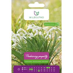 Sněženka obecná - bílá - 4 ks. - Cibule a oddenky - W. Legutko Sněženka obecná - bílá - 4 ks. - Cibule a oddenky - W. Legutko