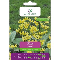 Psí zub - Pagoda - žlutá - 2 ks. - Cibule a oddenky - W. Legutko Psí zub - Pagoda - žlutá - 2 ks. - Cibule a oddenky - W. Legutko