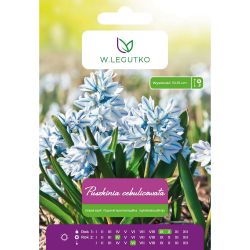 Puszkinia squilloid - bílo-modrá - 10 ks. - Cibule a oddenky - W. Legutko Puszkinia squilloid - bílo-modrá - 10 ks. - Cibule a oddenky - W. Legutko