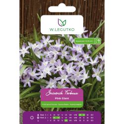 Vločka Forbes - Pink Giant - růžová - 10 ks. - Cibule a oddenky - W. Legutko Vločka Forbes - Pink Giant - růžová - 10 ks. - Cibule a oddenky - W. Legutko