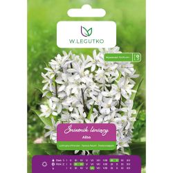 Lesklá vločka - Alba - bílá - 10 ks. - Cibule a oddenky - W. Legutko Lesklá vločka - Alba - bílá - 10 ks. - Cibule a oddenky - W. Legutko