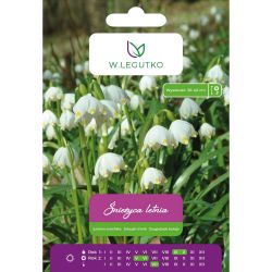 Letní sněhová bouře - bílá - 5 ks. - Cibule a oddenky - W. Legutko Letní sněhová bouře - bílá - 5 ks. - Cibule a oddenky - W. Legutko