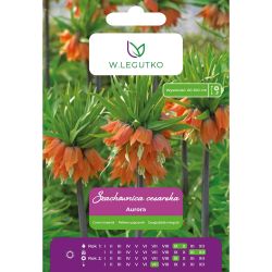 Imperial šachovnice - Aurora - oranžová - 1 ks. - Cibule a oddenky - W. Legutko Imperial šachovnice - Aurora - oranžová - 1 ks. - Cibule a oddenky - W. Legutko