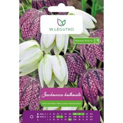 Kostková šachovnice - mix - 5 ks. - Cibule a oddenky - W. Legutko Kostková šachovnice - mix - 5 ks. - Cibule a oddenky - W. Legutko