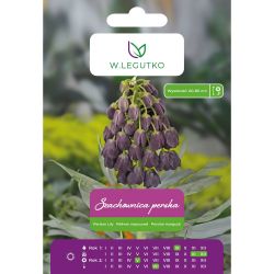 Perská šachovnice - fialová - 1 ks. - Cibule a oddenky - W. Legutko Perská šachovnice - fialová - 1 ks. - Cibule a oddenky - W. Legutko