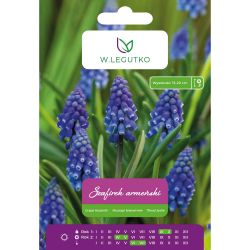 Arménský safír - modrý - 10 ks. - Cibule a oddenky - W. Legutko Arménský safír - modrý - 10 ks. - Cibule a oddenky - W. Legutko