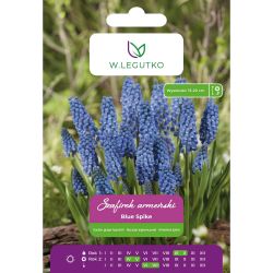 Arménský hroznový hyacint - Blue Spike - plný - modrý - 10 ks. - Cibule a oddenky - W. Legutko Arménský hroznový hyacint - Blue Spike - plný - modrý - 10 ks. - Cibule a oddenky - W. Legutko