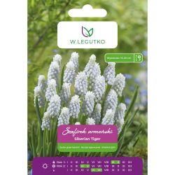 Arménský hroznový hyacint - Sibiřský tygr - bílý - 7 ks. - Cibule a oddenky - W. Legutko Arménský hroznový hyacint - Sibiřský tygr - bílý - 7 ks. - Cibule a oddenky - W. Legutko