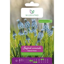 Arménský hroznový hyacint - Valerie Finnis - modrý - 7 ks. - Cibule a oddenky - W. Legutko Arménský hroznový hyacint - Valerie Finnis - modrý - 7 ks. - Cibule a oddenky - W. Legutko