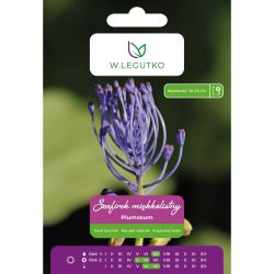 Jemnolistý hroznový hyacint - Plumosum - lila růžový - 7 ks. - Cibule a oddenky - W. Legutko Jemnolistý hroznový hyacint - Plumosum - lila růžový - 7 ks. - Cibule a oddenky - W. Legutko