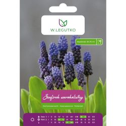 Hroznový hyacint širokolistý - modro-námořnická modř - 10 ks. - Cibule a oddenky - W. Legutko Hroznový hyacint širokolistý - modro-námořnická modř - 10 ks. - Cibule a oddenky - W. Legutko