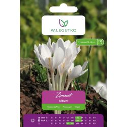 Zimowit - Album - bílá - 1 ks. - Cibule a oddenky - W. Legutko Zimowit - Album - bílá - 1 ks. - Cibule a oddenky - W. Legutko