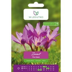 Zimowit - The Giant - lila růžová - 1 ks. - Cibule a oddenky - W. Legutko Zimowit - The Giant - lila růžová - 1 ks. - Cibule a oddenky - W. Legutko